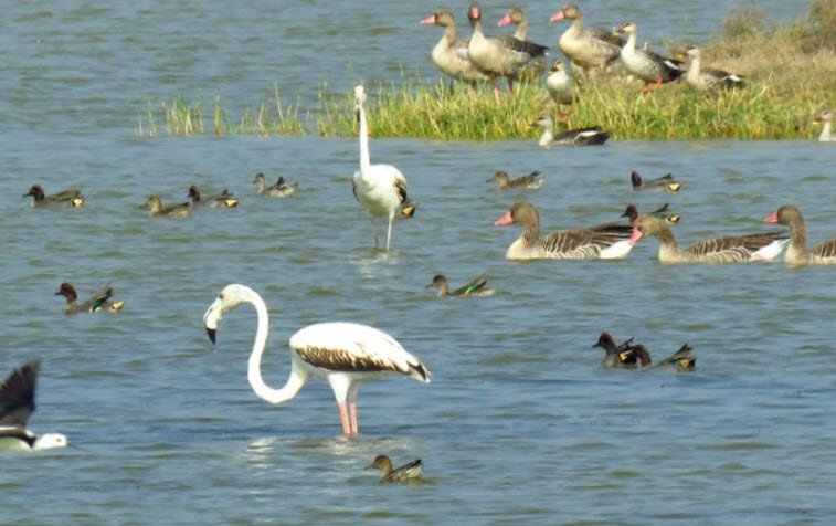 Pariej Lake, Anand, Gujarat - Vushii.com Pariej Lake, Anand, Gujarat - Vushii.com